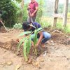 ඖෂධ පැළ සිටුවීමේ වැඩ සටහන