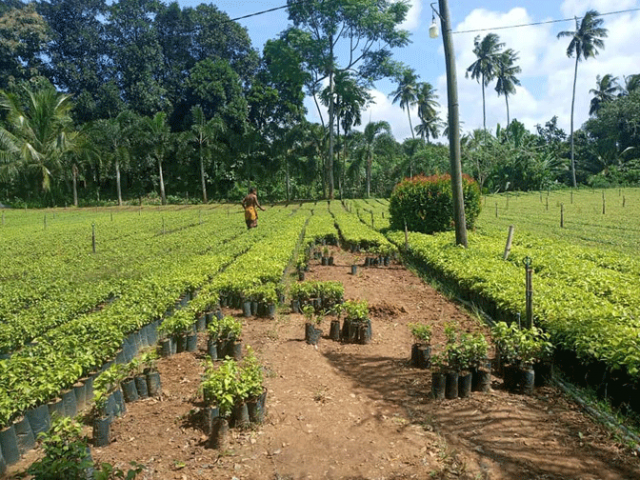 සමෘද්ධි අරුණළු වැඩසටහන