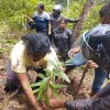 රුක් රෝපණ වැඩසටහන